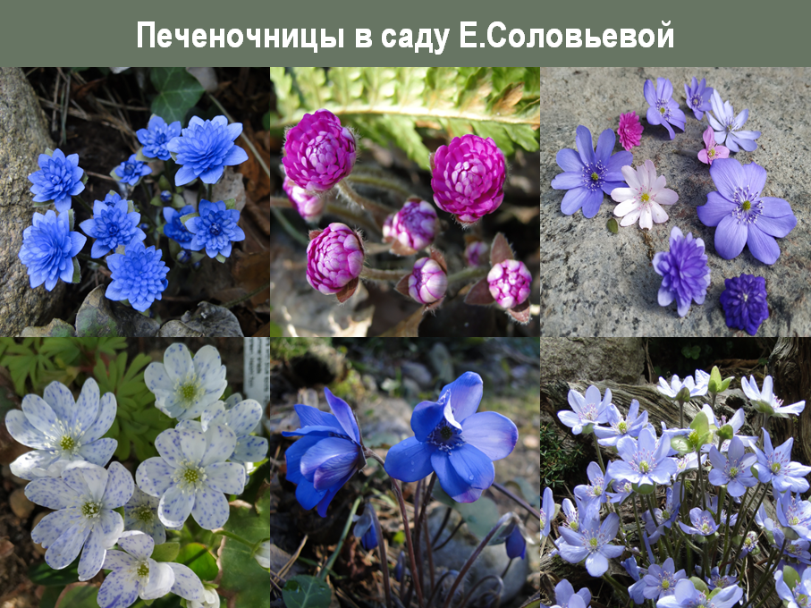Про печеночницы, которые стоит посадить. Часть 4: где купить. Крутейшие ...