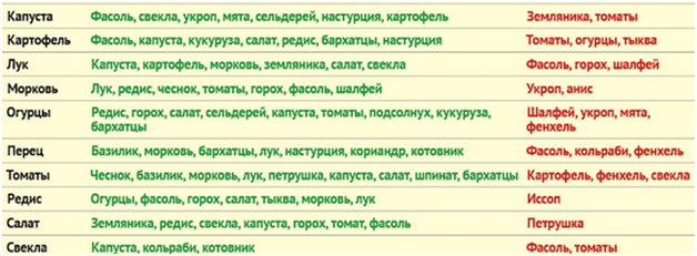                                            Овощное соседство. Фото из сети.