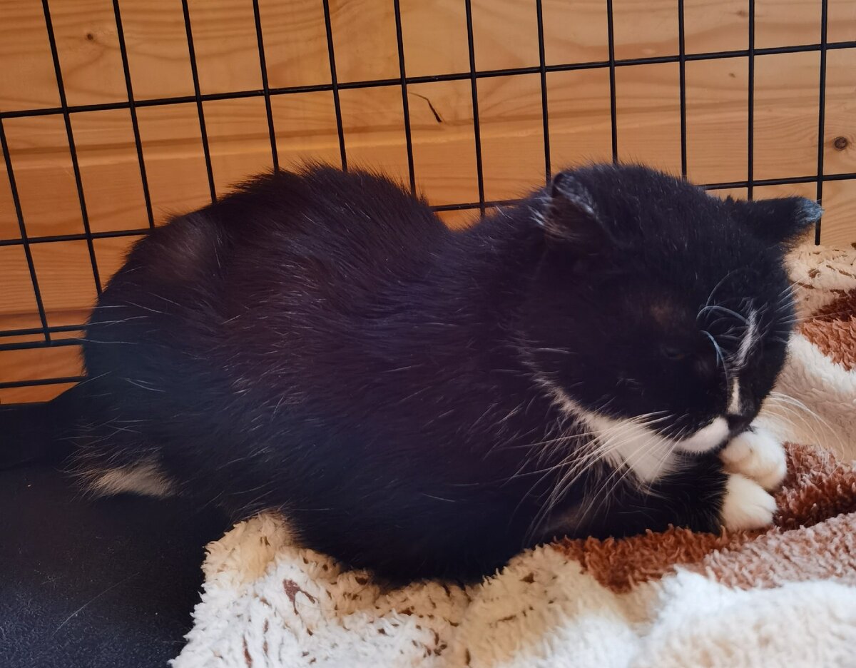 Ника злится