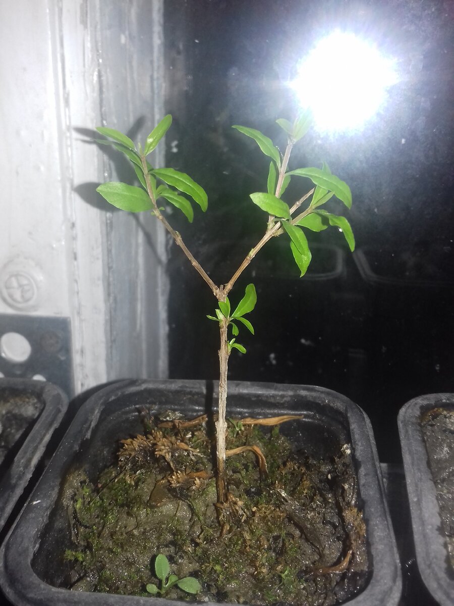 Годовалый саженец росший без периода покоя