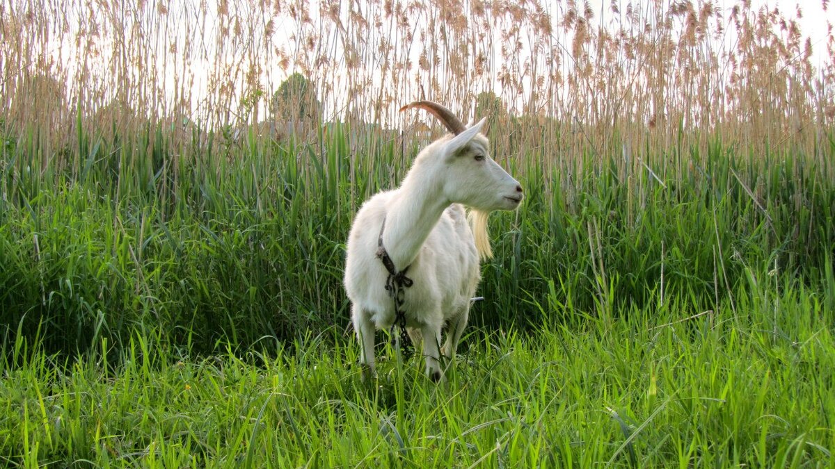 Русский Козёл готов к работе!