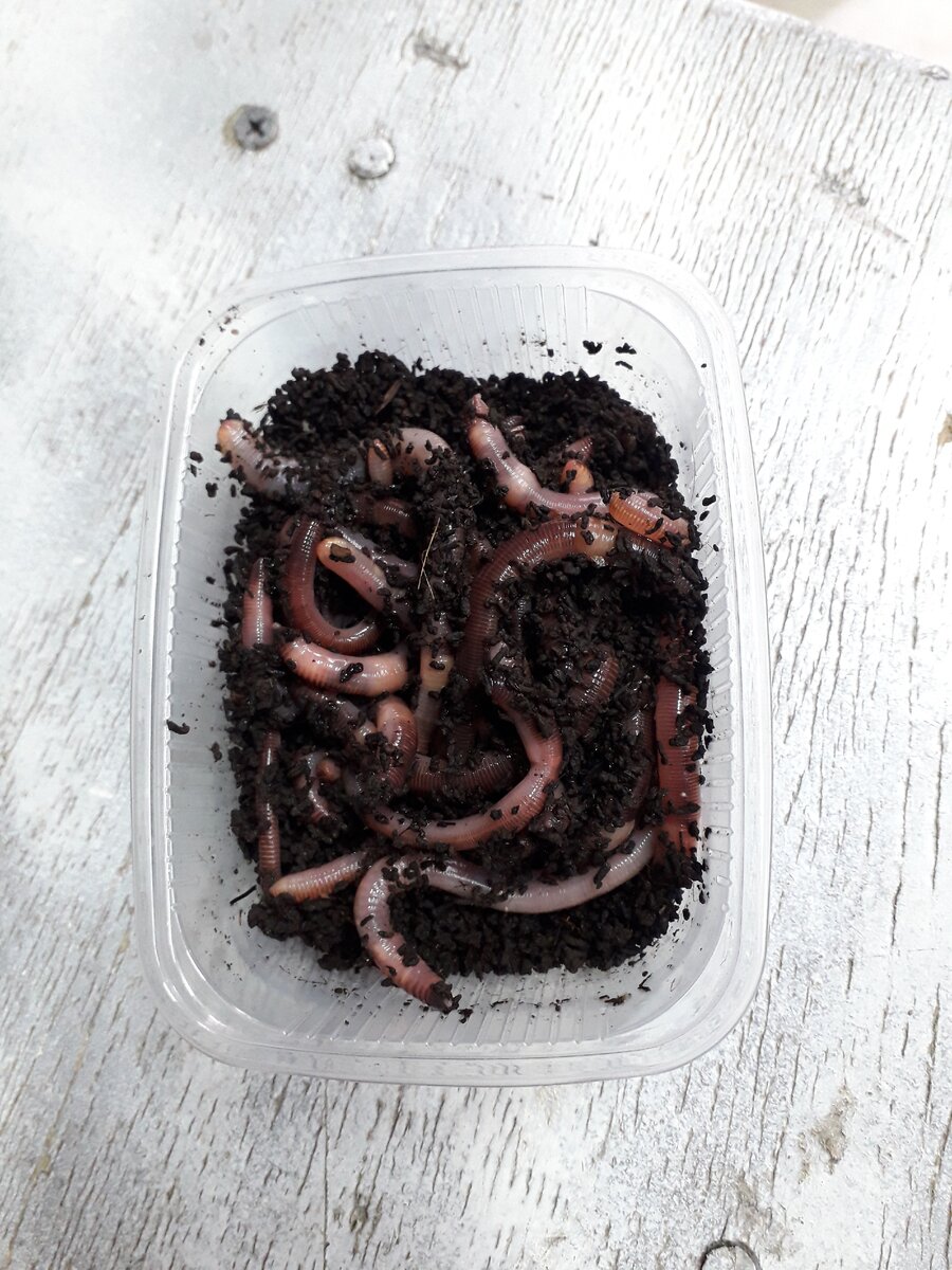 Червь дождевой