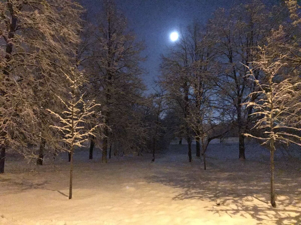 фото автора сады парка в лунном свете