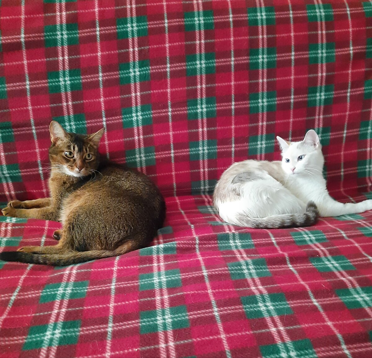 Такой она была месяца 4 назад, когда у нас временно жил кот свекрови. На его фоне она вообще малявочка