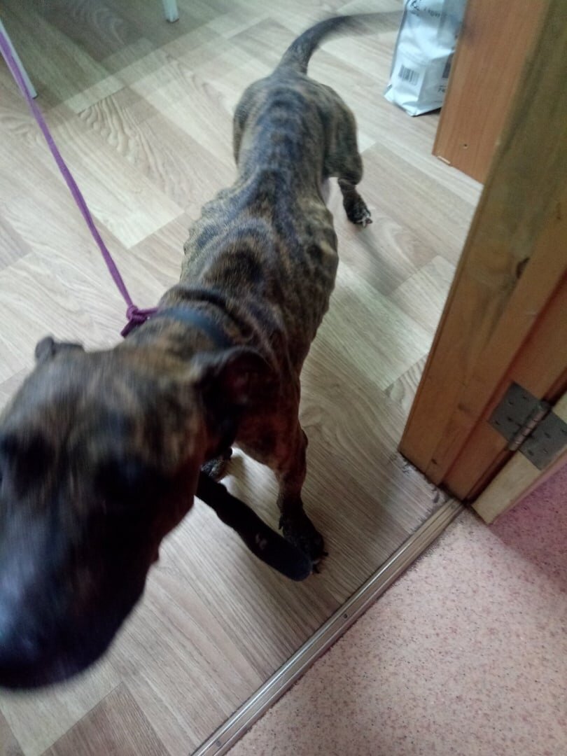 Не нужен рентген, чтобы увидеть скелет собаки.