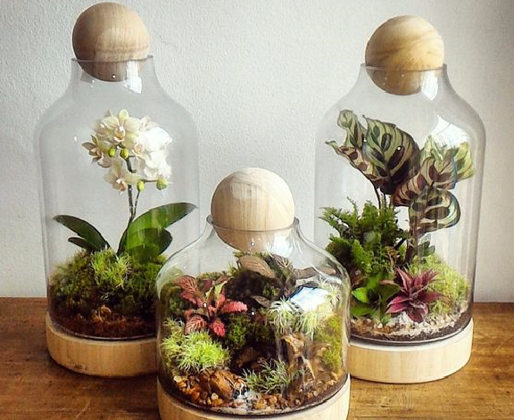 Композиция из нескольких флорариумов смотрится эффектно