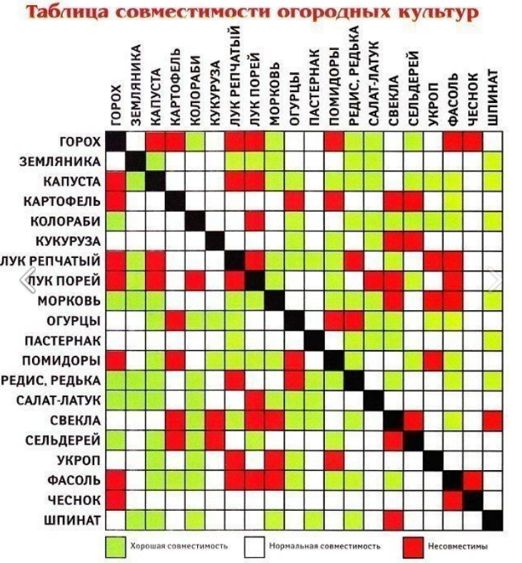 Соседство грядок на огороде. Совместимость огородных культур. Соседство овощей. Соседство овощей на грядках. Таблица совместимости культур.