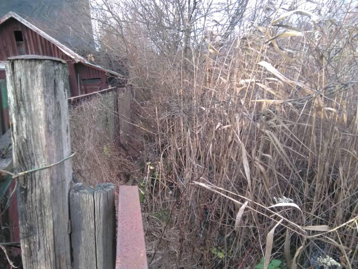 заросшая канава