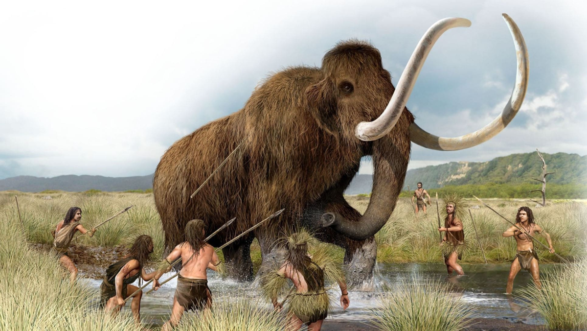 Почему древние люди охотились на мамонтов, но не трогали слонов |  Популярная наука | Дзен