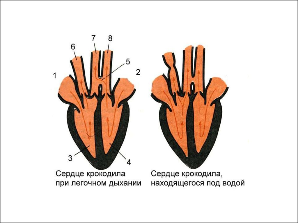 Травоядные, двуногие и фильтраторы. Древние крокодилы рвут шаблоны и меняют мнение об эволюции5