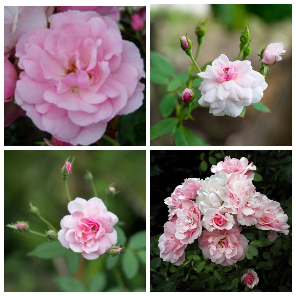 Pink Fairy (Пинк Фэйри), Полиантовые. - Два одинаковых вазона с двух сторон у калитки - коллаж автора.