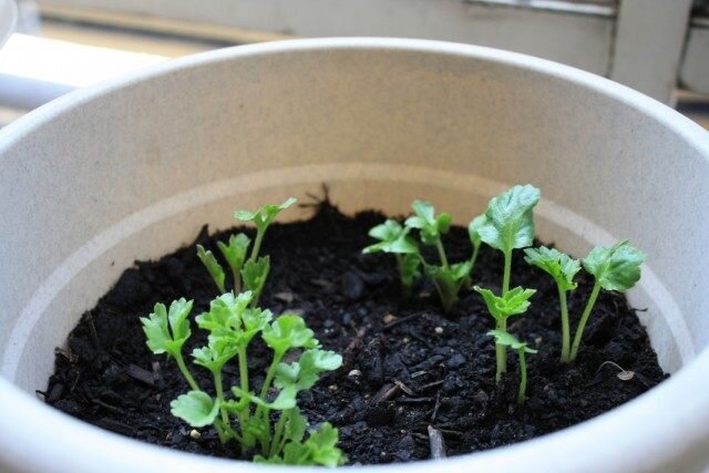  Всходы лютика садового, азиатского