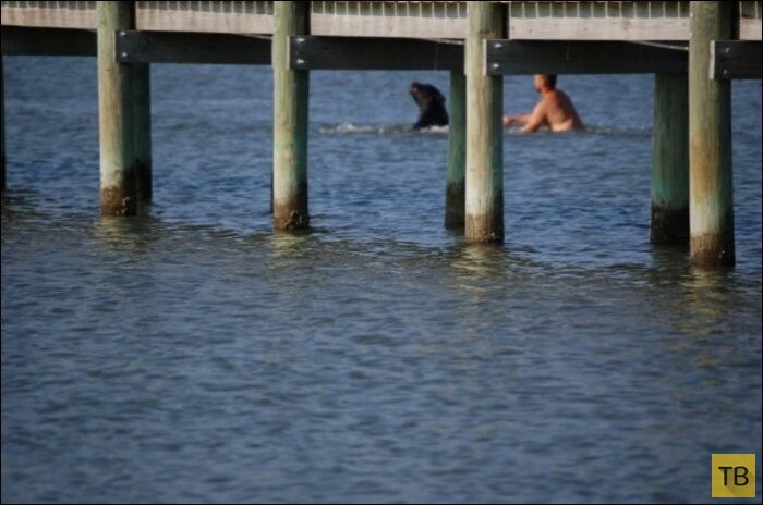 2. Укол дротика напугал медведя. Он побежал в сторону моря.

