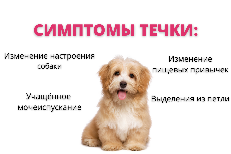 Как выглядит течка у собак Течка у собак: сколько длится, поведение собаки, вязка PetGlobals.com Дзен