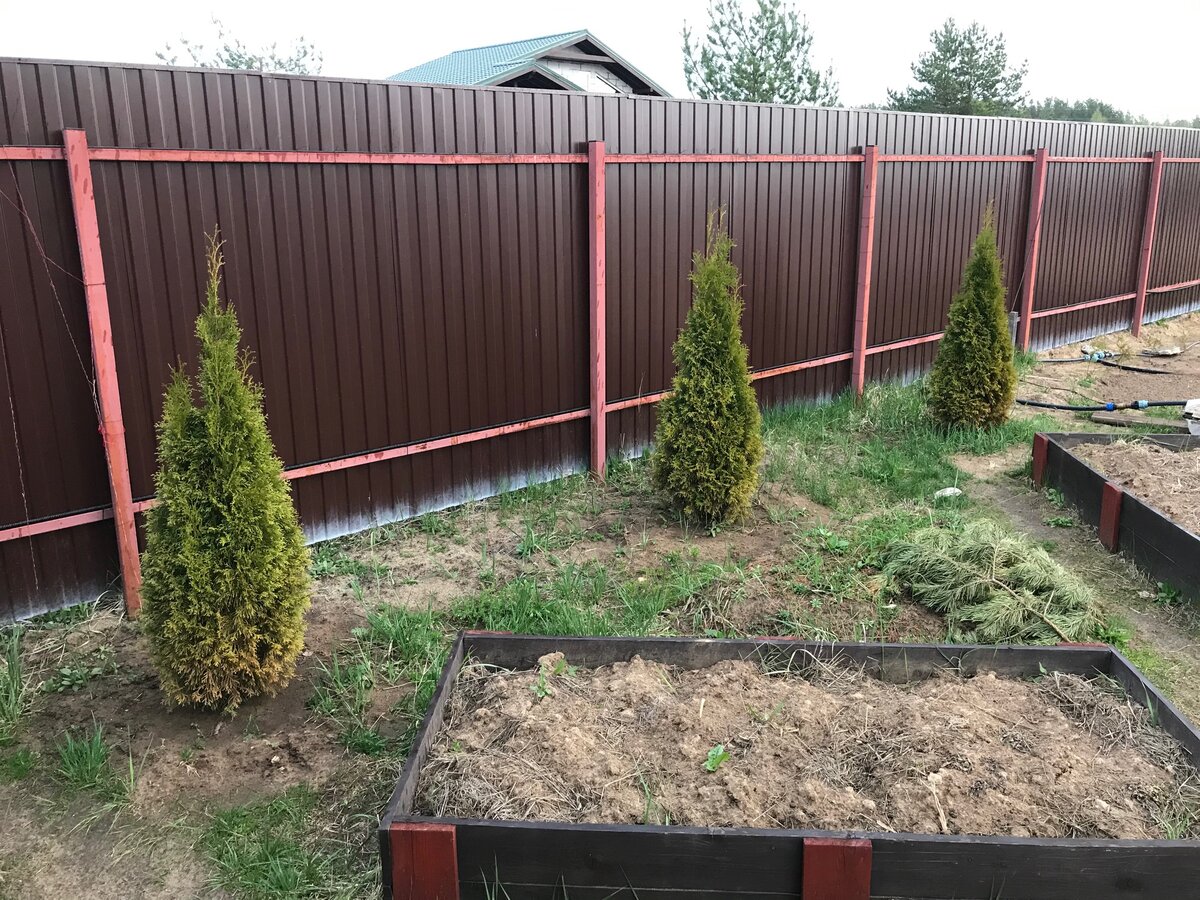 туя брабант забор. ель коника, можжевельник, спирея. туя смарагд книжка. туя западная колумна. туя брабант забор.