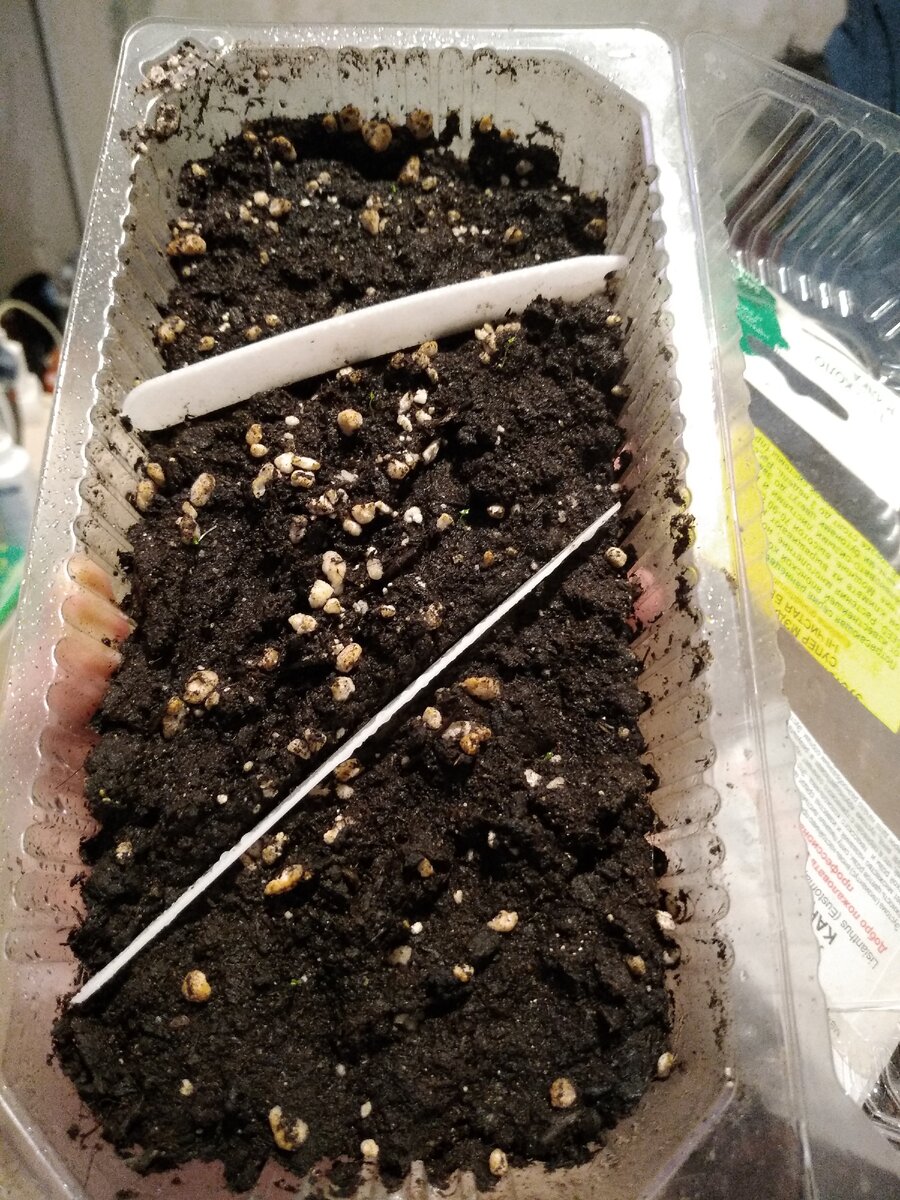 На этом фото еле видные росточки Эустомы