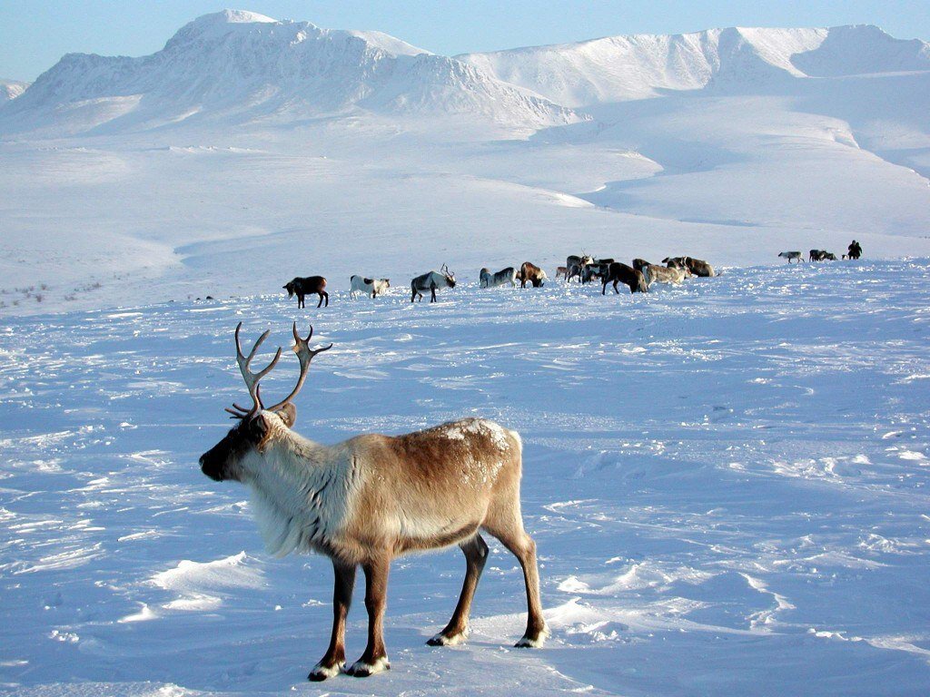 Северные олени | Об Арктике и Антарктике | Дзен