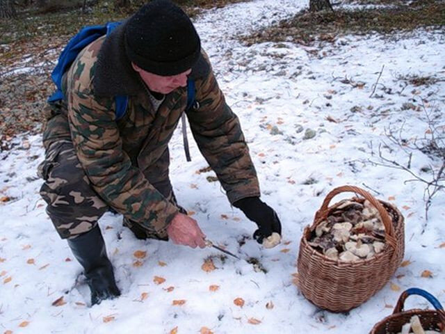 Яндекс Картинки