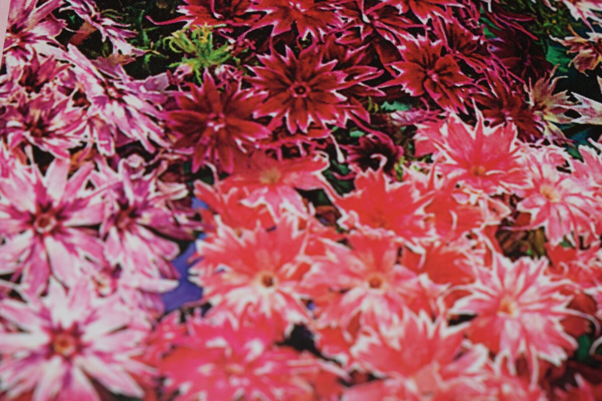 флокс звезда(фото автора)