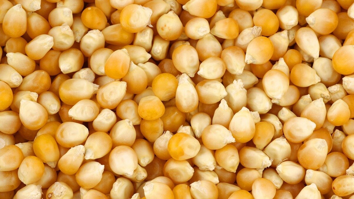 Фото:sinatarabarpart.com Семена кукурузы