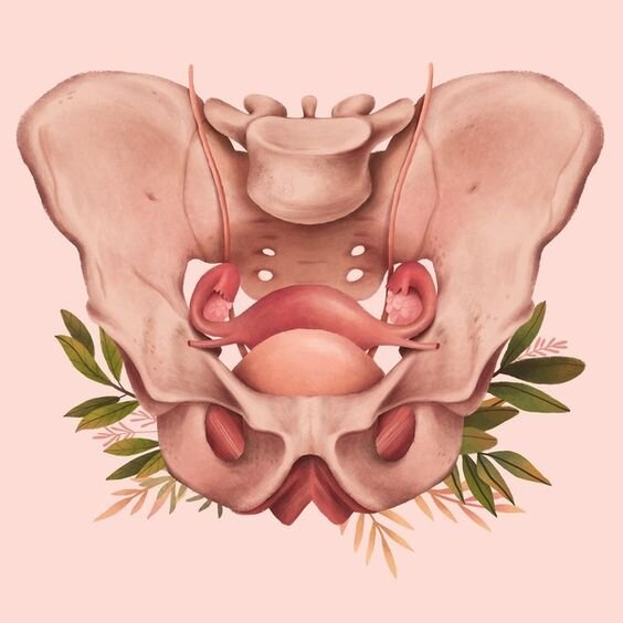 Тазовое дно