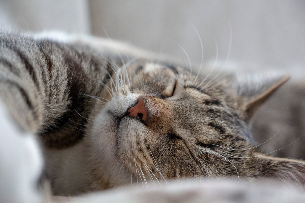 Знакомьтесь, это Оскар