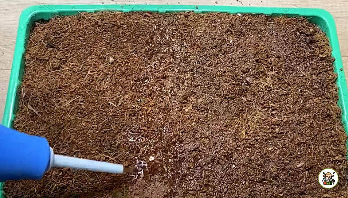 Присыпаем семена кокосовым субстратом и поливаем