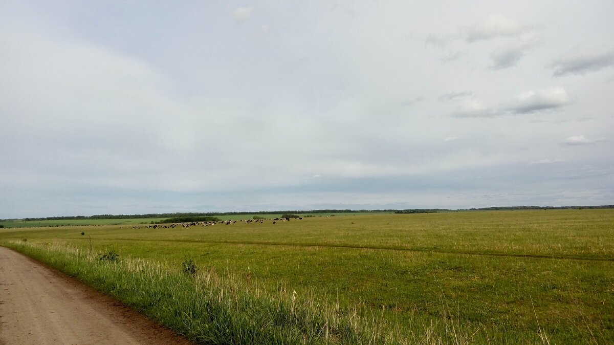 Немного дальше на лугу пасётся стадо коров, мирно гуляющих и питающихся
