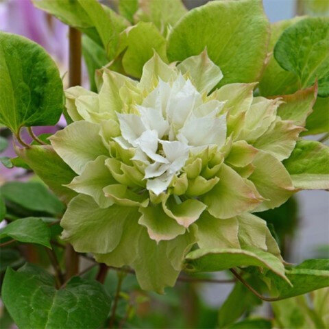 Клематис Мидори: особенности и характеристики сорта, агротехника посадки и выращивания, отзывы