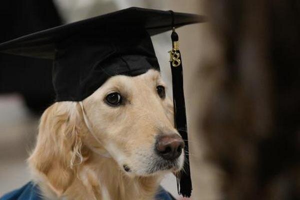 Хороший мальчик окончил полный курс университета