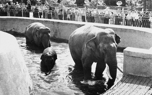 Фото с сайта https://moscowzoo.ru