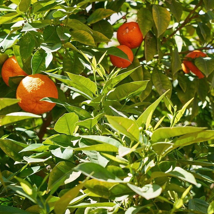 «Саша, почему в Турции такие горькие апельсины? Притащили домой – выбросили!» – постоянно получаю такие сообщения в Инстаграме.-2