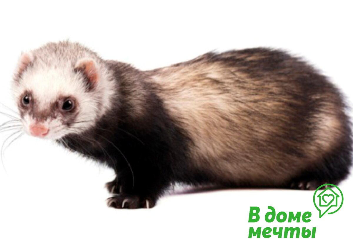 Постепенное знакомство хорька с лотком: