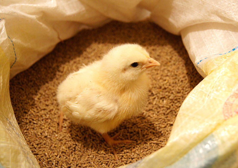 Есть или не есть?