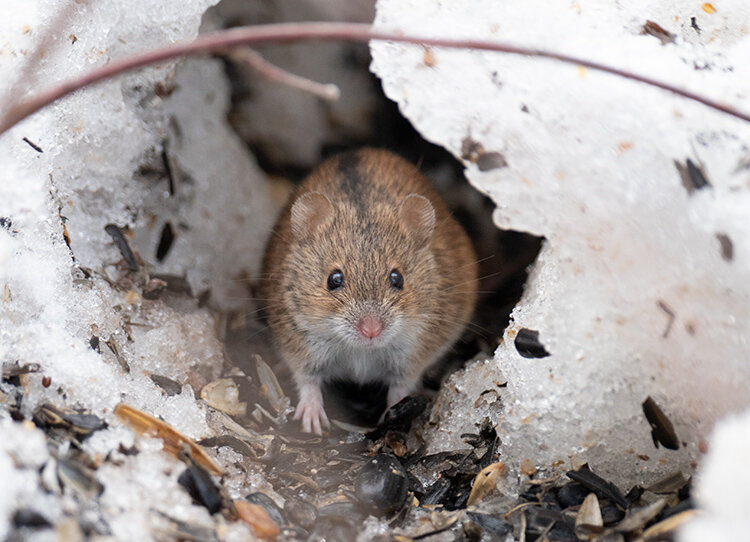 Полевая мышь убегает. Полевая мышь Apodemus agrarius. Мышь полевка зимой фото. Мышонок бежит по часам.