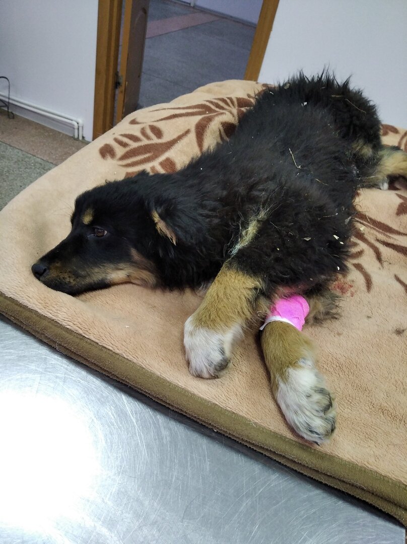 Щенка сбили машиной, привезли к приюту и оставили лежать на земле, даже не предложив помощь.