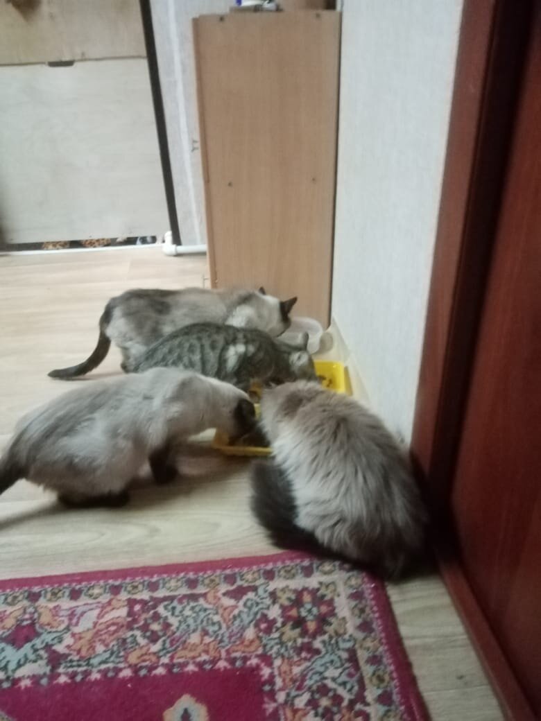 Вся комашка в сборе