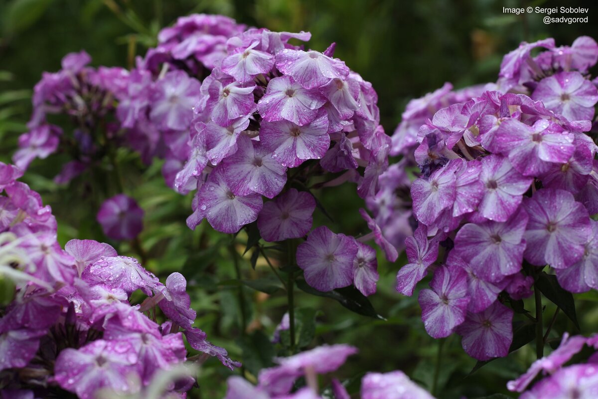 Флокс 'Freckle Blue Shades'. Фото можно листать.