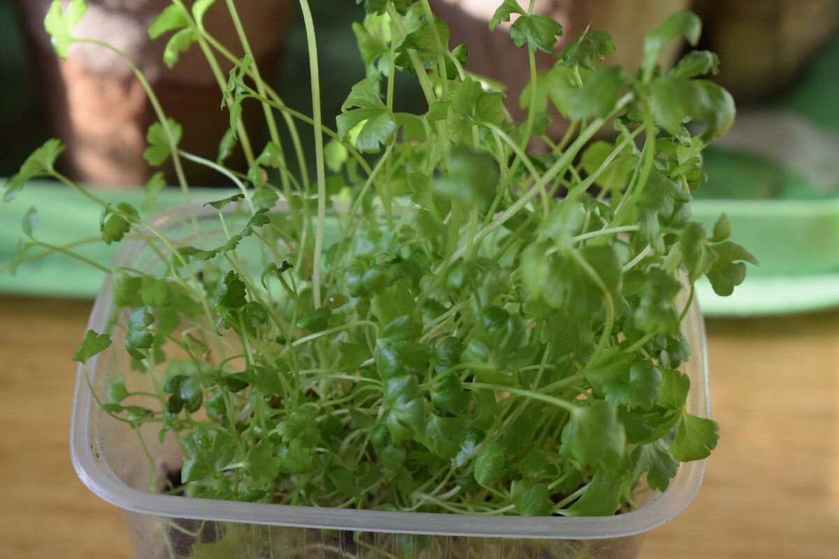 рассада сельдерея(фото автора)2021