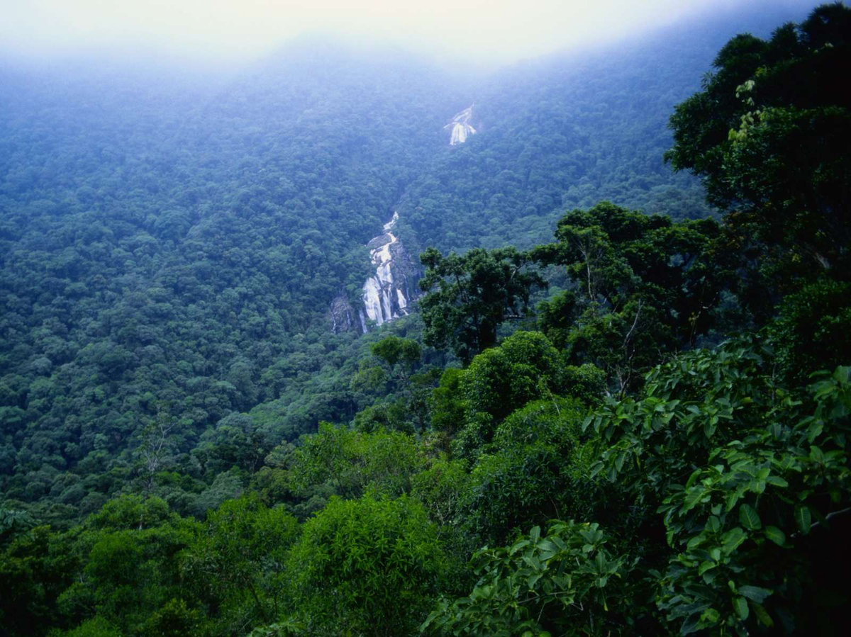 Джунгли бразилии