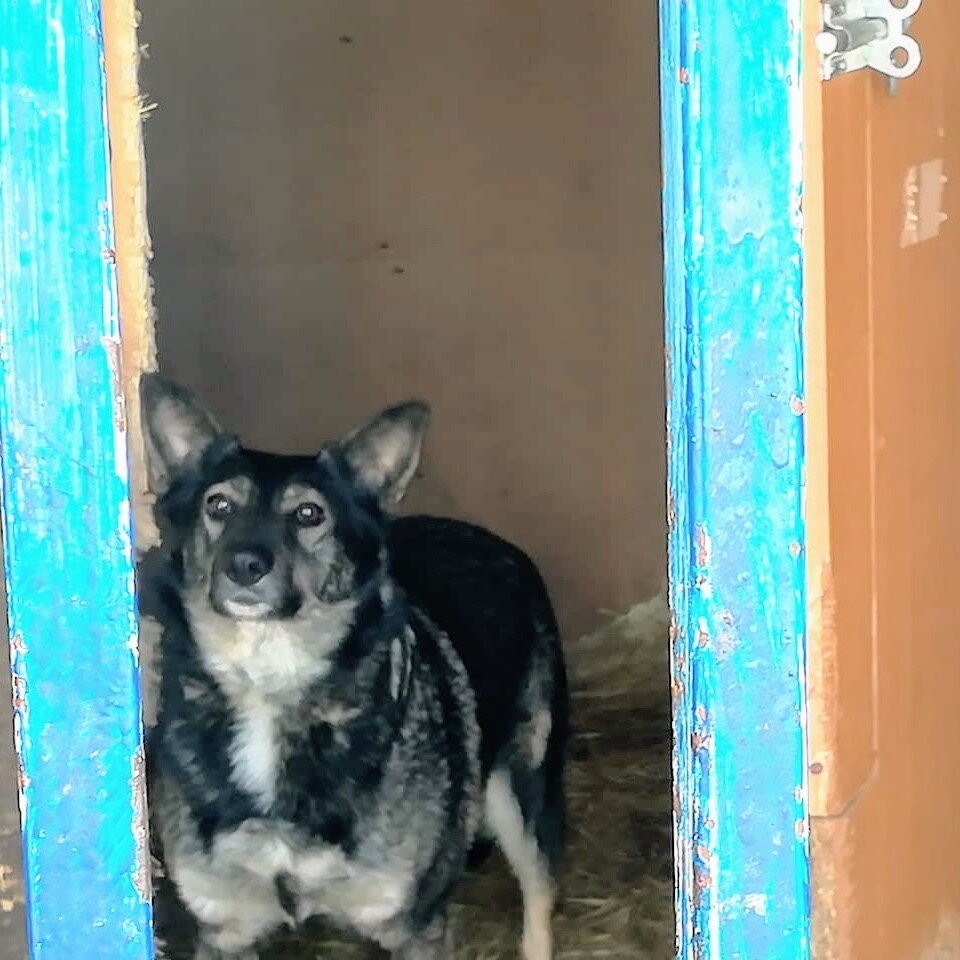 Первый приютский кадр. Булка заинтересовалась внешним миром