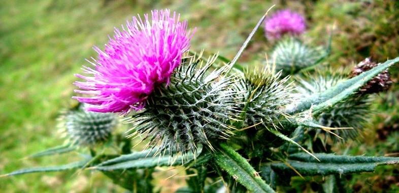 Чертополох