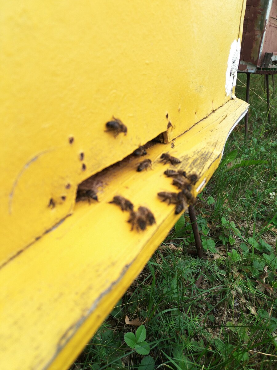 Пчёлы на старте