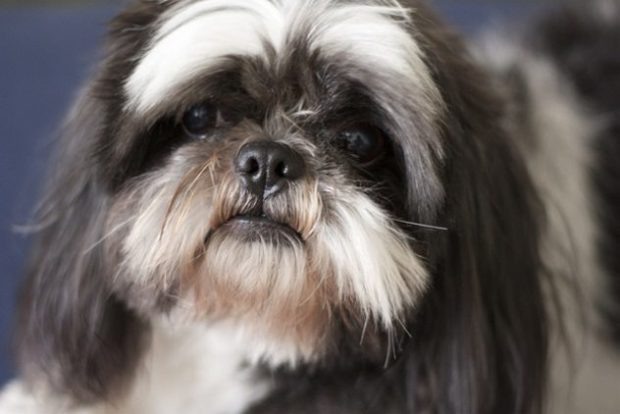  Говорят, что животные чувствуют землетрясение ещё до того, как человек начинает ощущать толчки