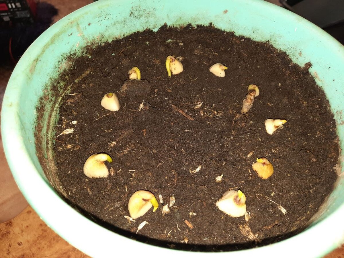 чеснок в горшке