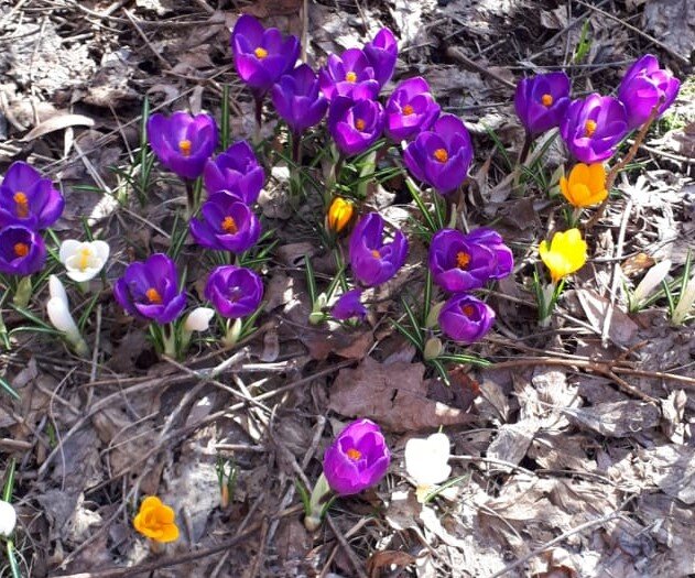 Растущая Луна в знаке Рака с 17 апреля 23:25 до 10:10 20 апреля 2021 года