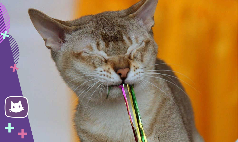 коты и мишура. почему кошки едят дождик. кошка любит рыбу. кошка и мишура. кошка и мишура.