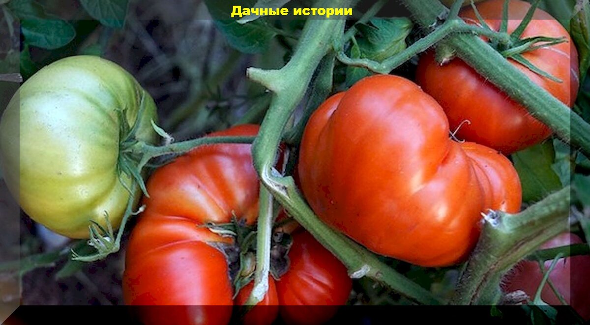 https://vk.com/photo-159774511_457251276