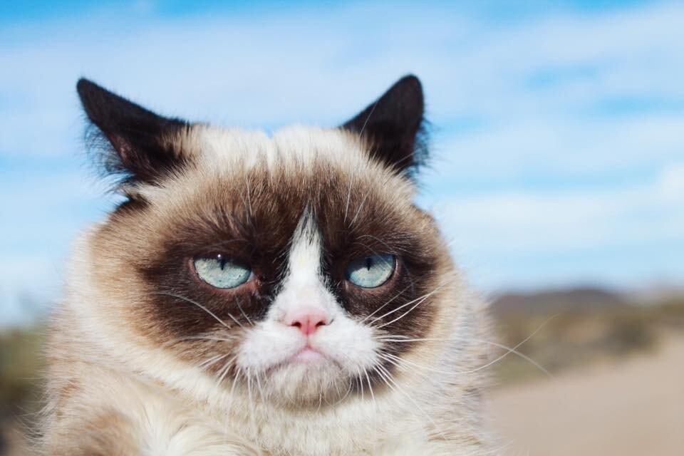 Grumpy Cat. Фото из интернета