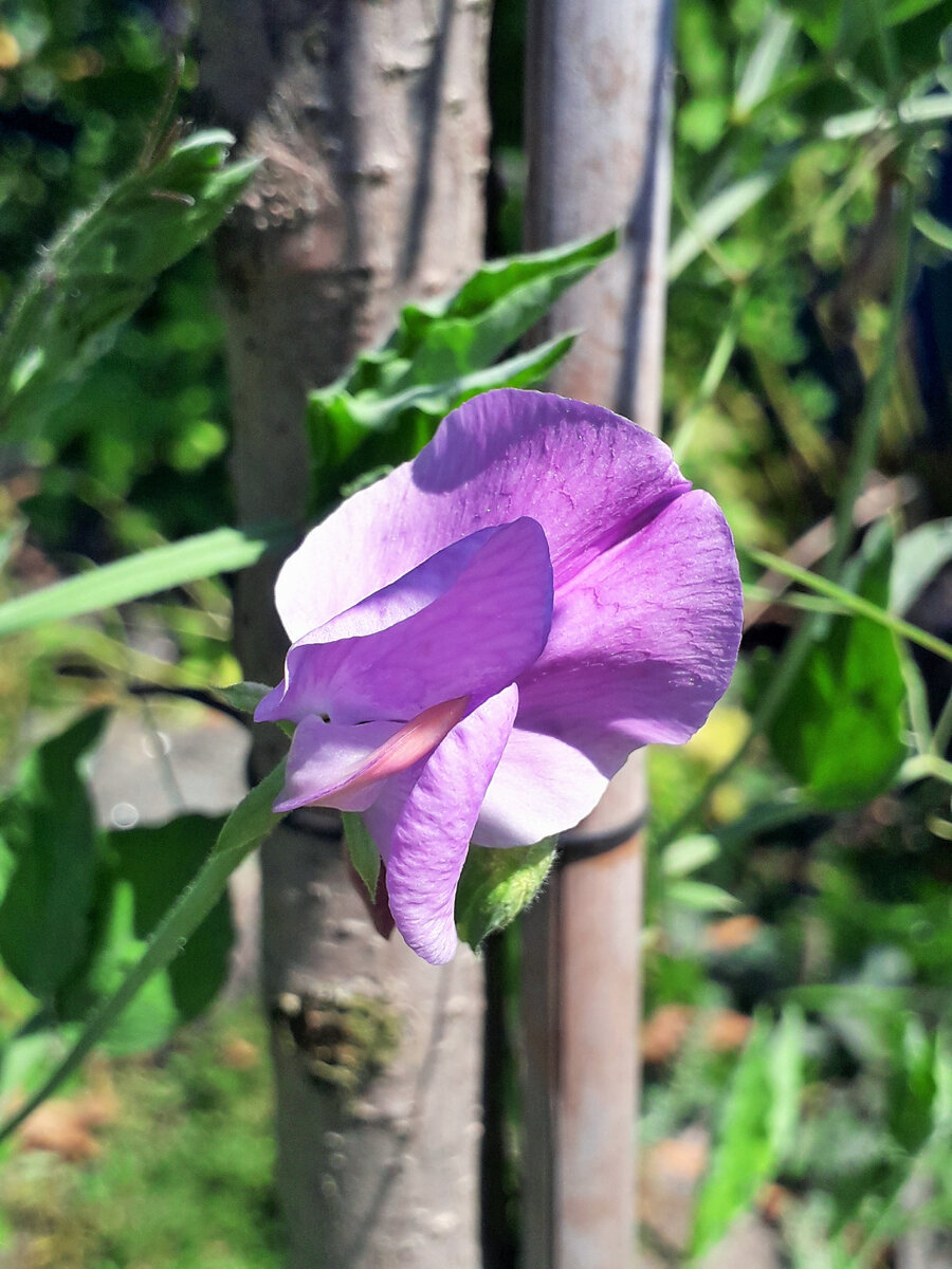 Бобовые насыщают почву азотом